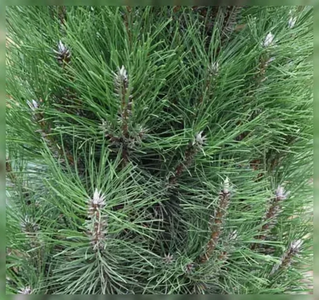 Сосна чорна Комет / Pinus nigra Komet
