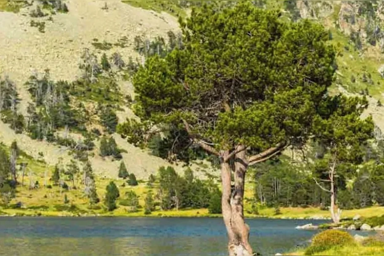 Сосна чорна / Pinus nigra