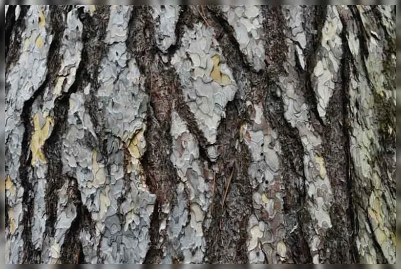 Сосна чорна