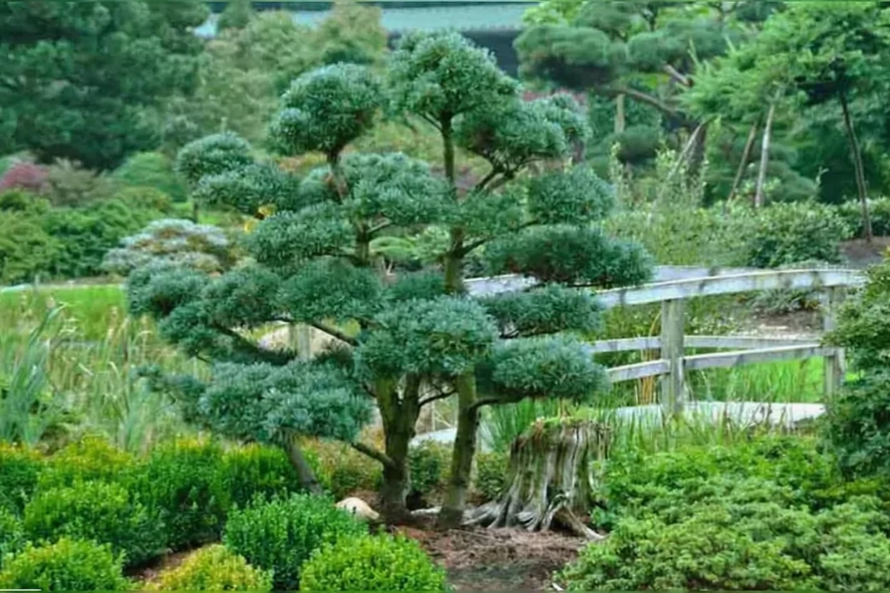 Сосна дрібноквіткова Глаука / Pinus parviflora Glauca