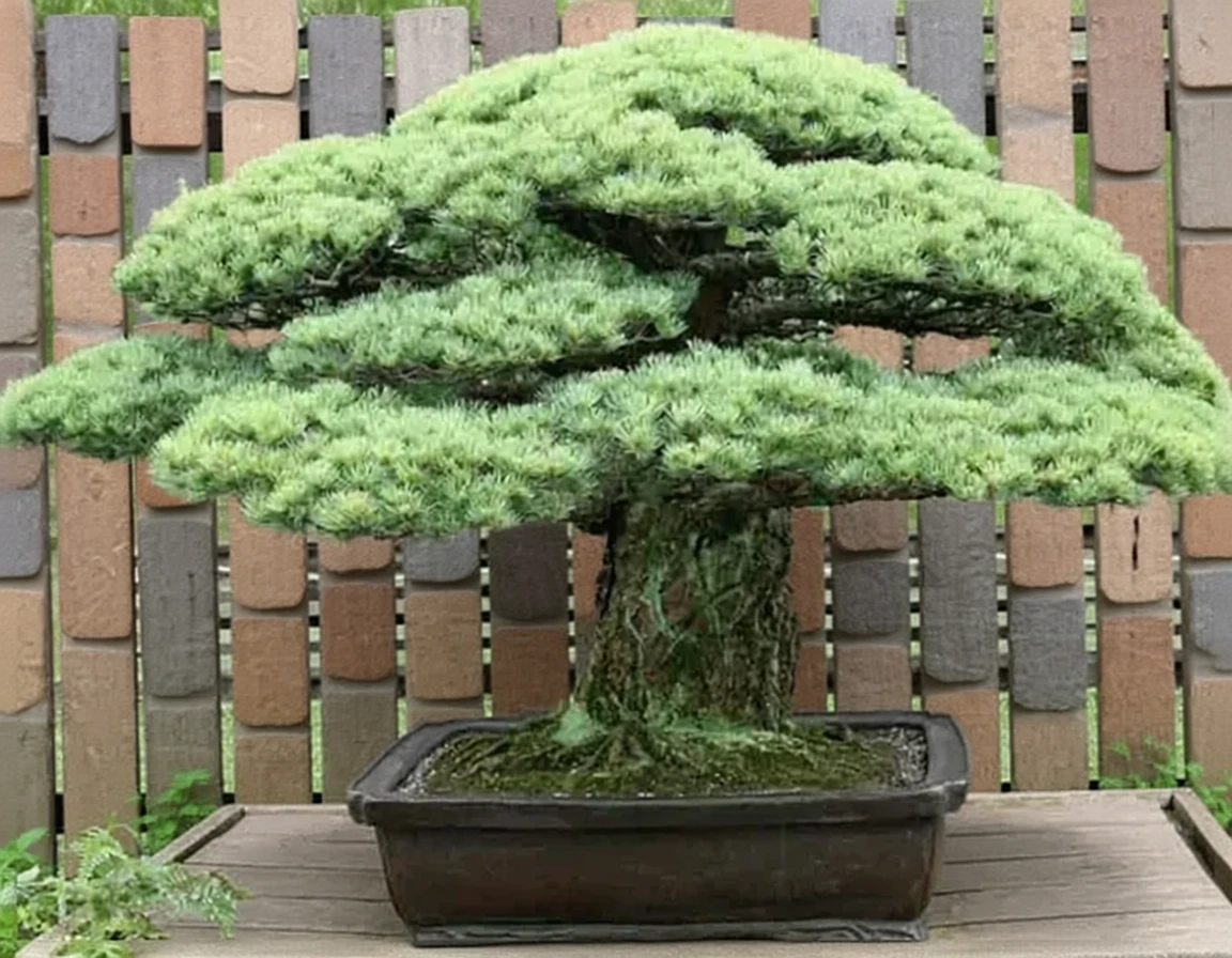 Сосна дрібноквіткова Міяджіма / Pinus parviflora Miyajima