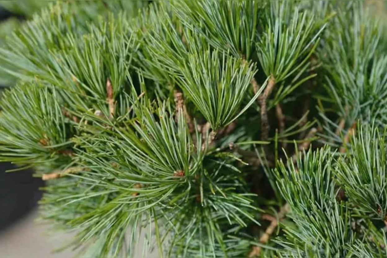 Сосна дрібноквіткова Темпельгоф / Pinus parviflora Tempelhof