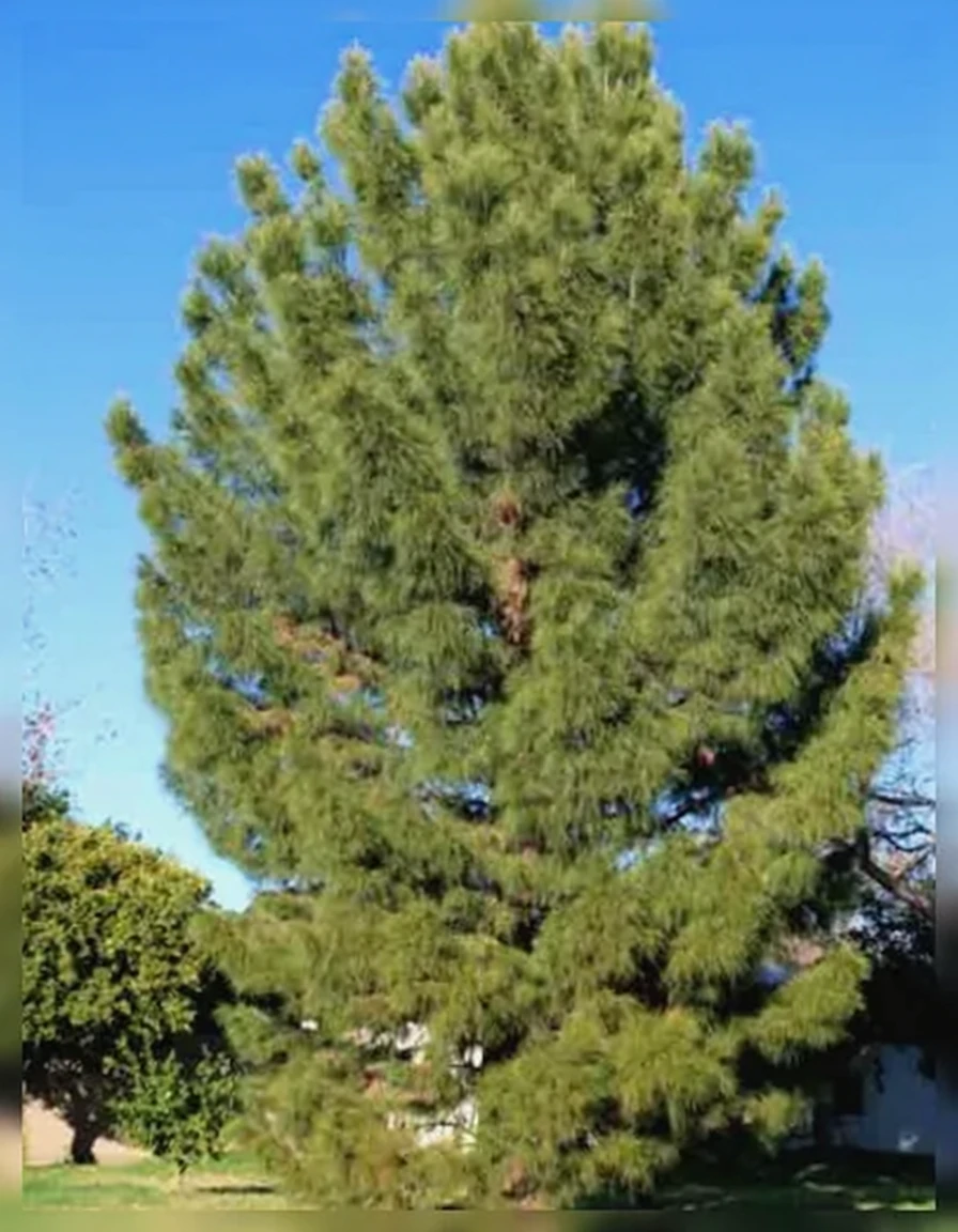 Сосна ельдарська / Pinus eldarica