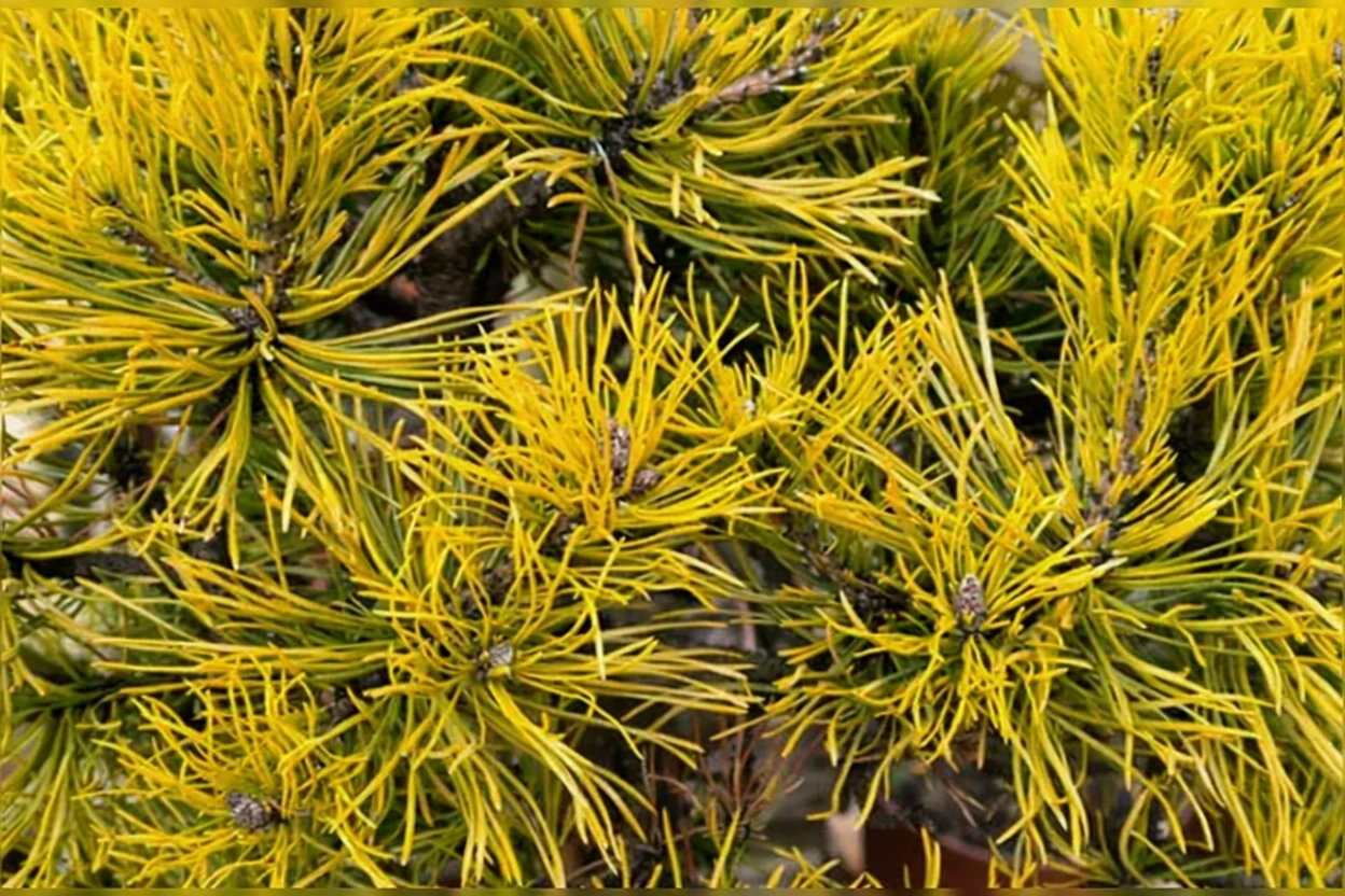 Сосна гірська Карстенс / Pinus mugo Carstens