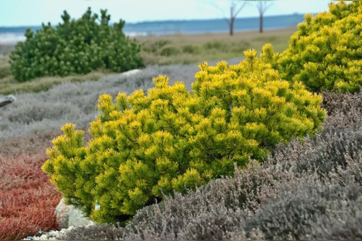 Сосна гірська Карстенс