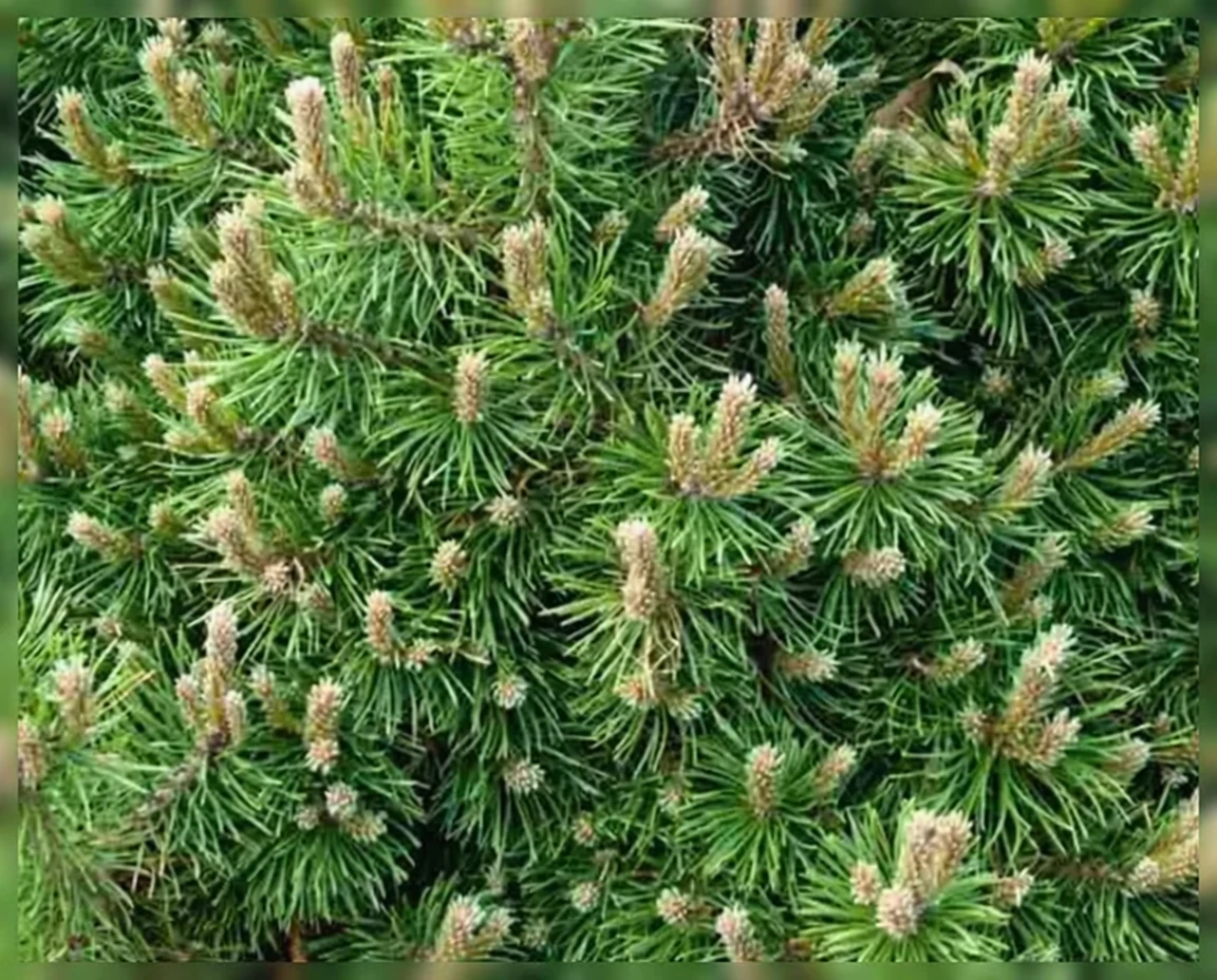 Сосна гірська Хампі / Pinus mugo Humpy