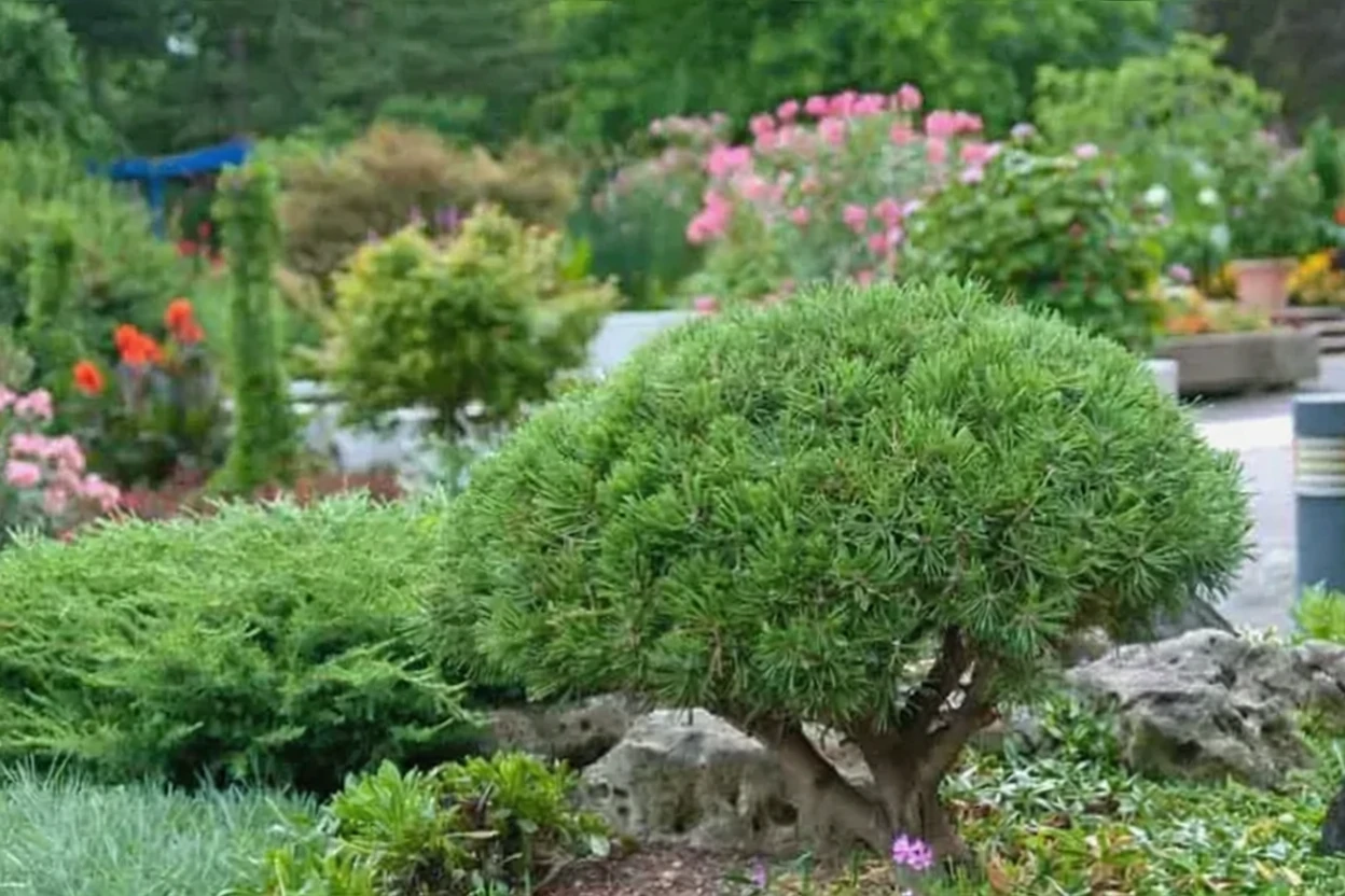 Сосна гірська Мопс / Pinus mugo Mops