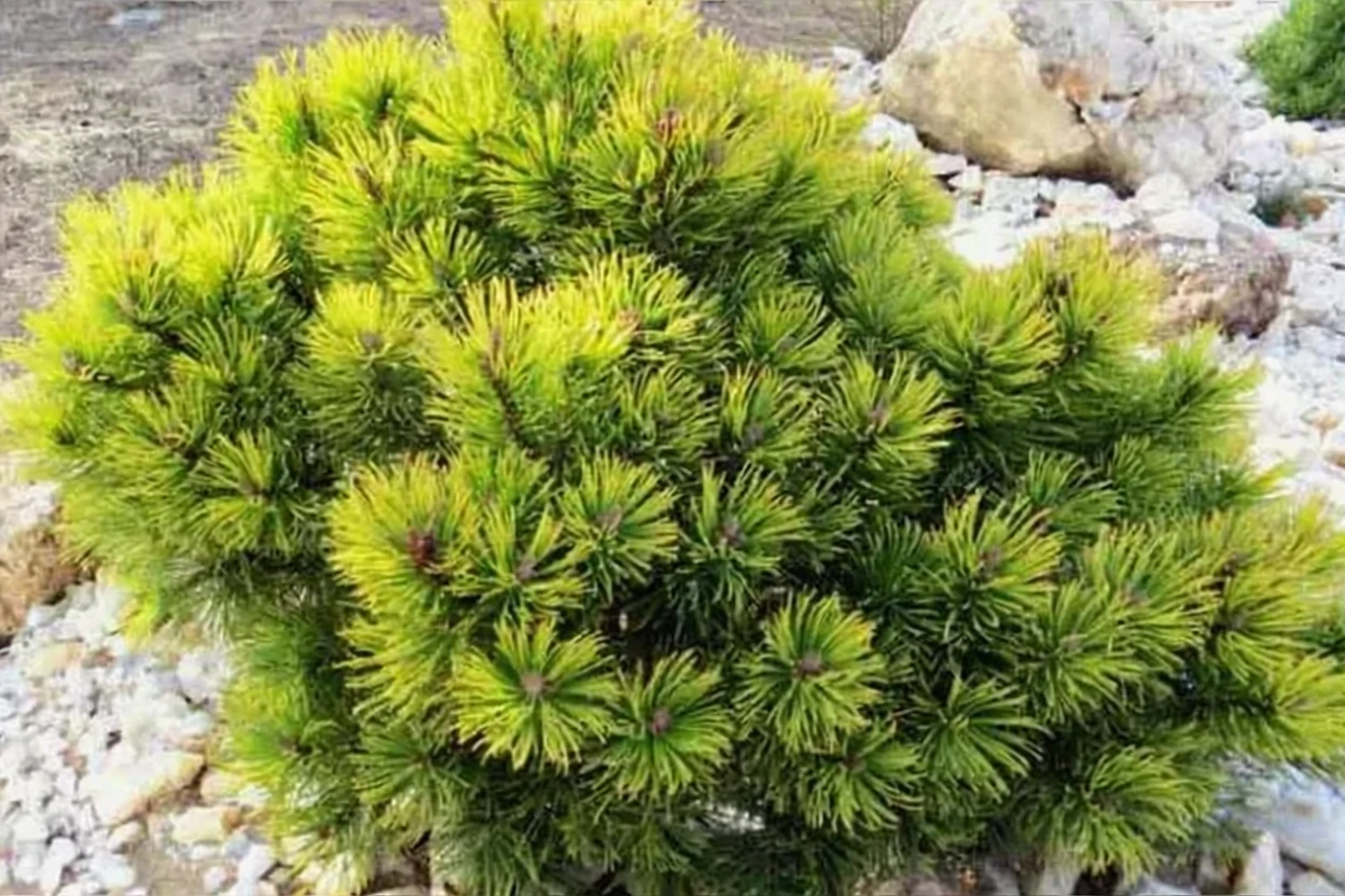 Сосна гірська Офір