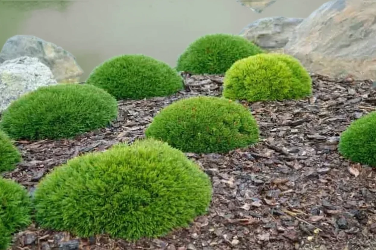 Сосна гірська пуміліо / Pinus mugo  pumilio