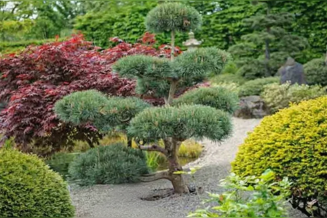 Сосна Глаука / Pinus sylvestris Glauca