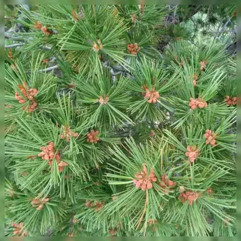 Сосна гнучка / Pinus flexilis