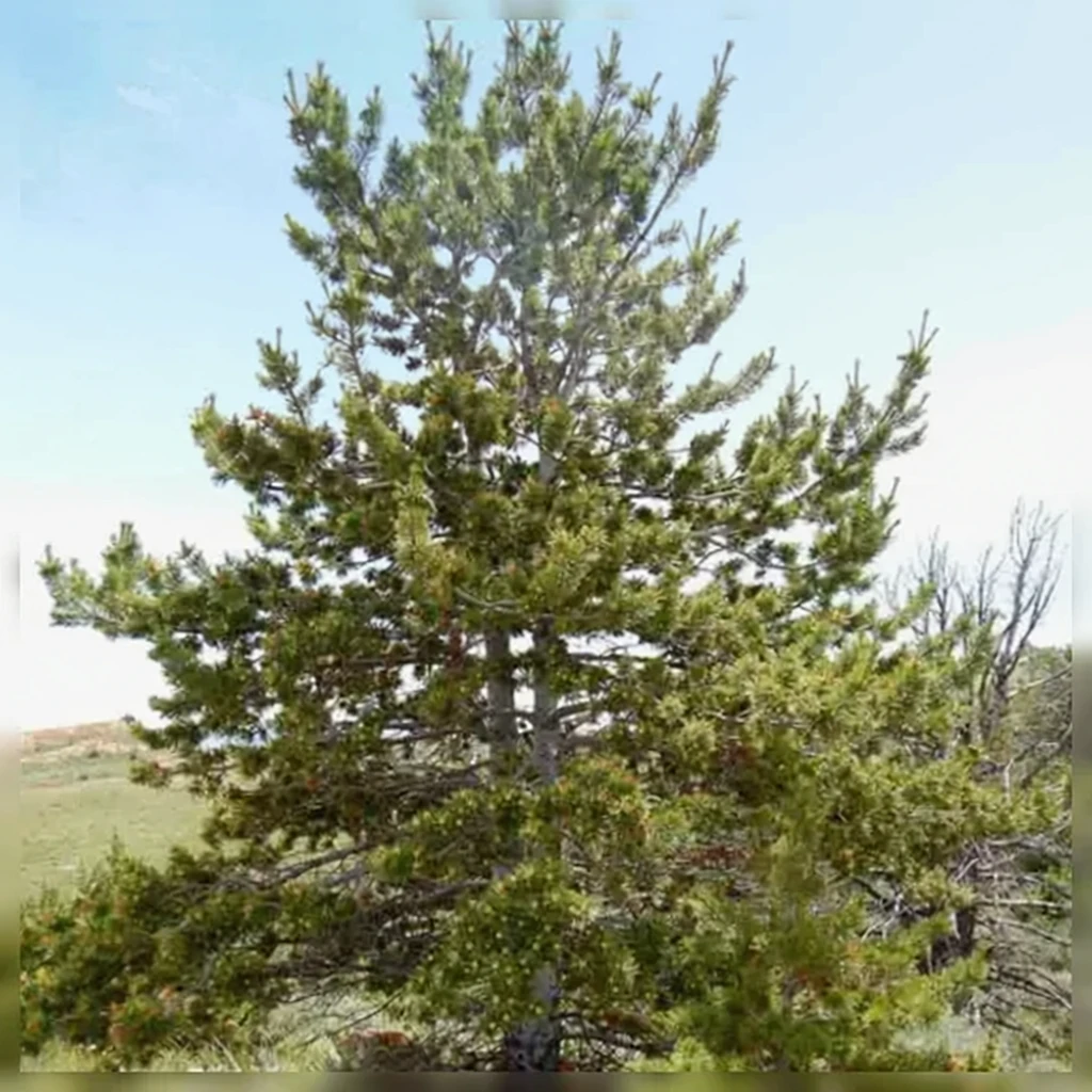 Сосна гнучка