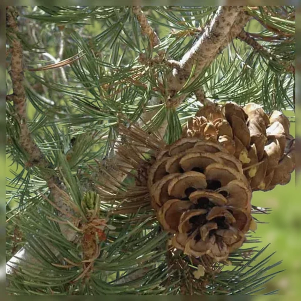 Сосна гнучка