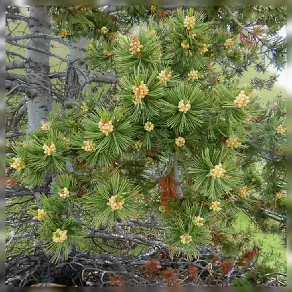 Сосна гнучка