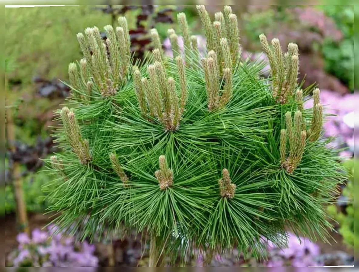 Сосна густоквіткова Лоу Глоу / Pinus densiflora Low Glow