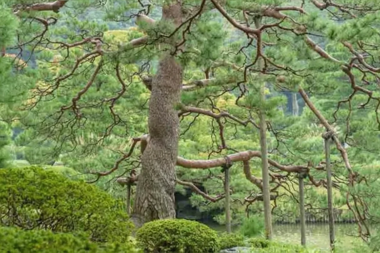 Сосна густоквіткова / Pinus densiflora