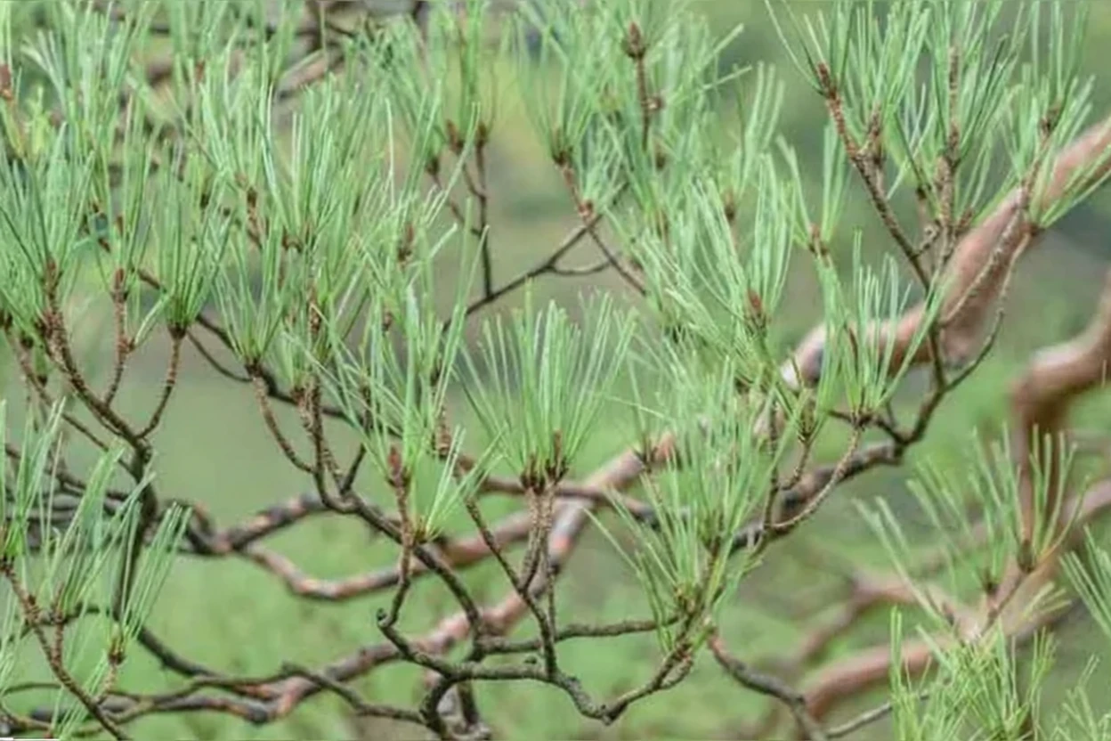 Сосна густоквіткова