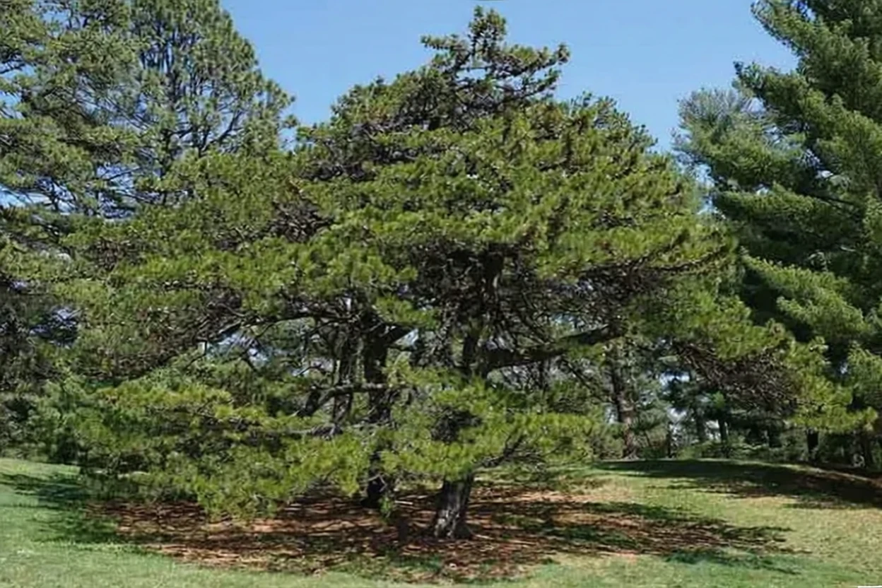 Сосна колюча