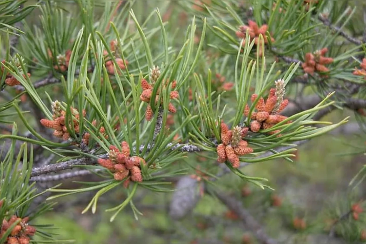 Сосна колюча