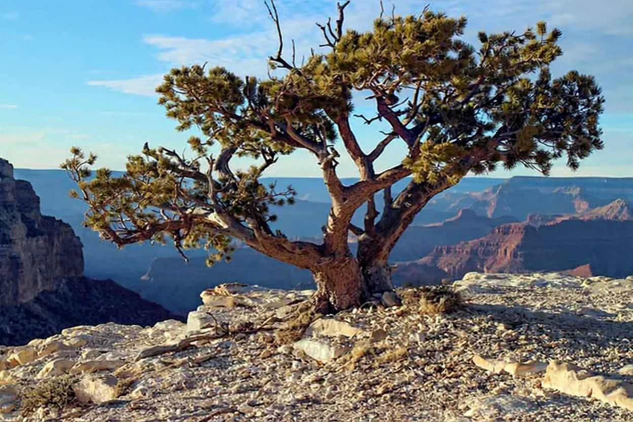 Сосна пінон / Pinus edulis