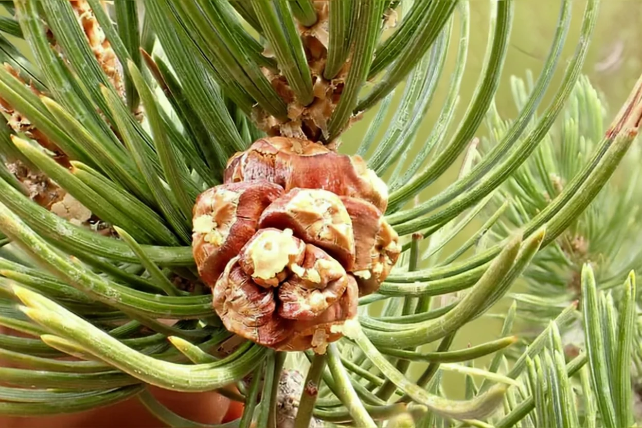 Сосна пінон