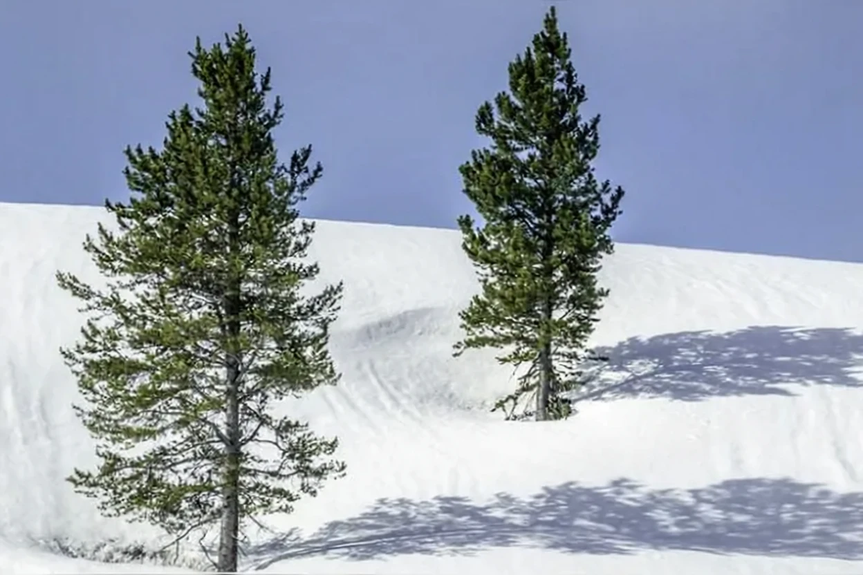 Сосна скручена колоноподібна / Pinus contorta var. latifolia
