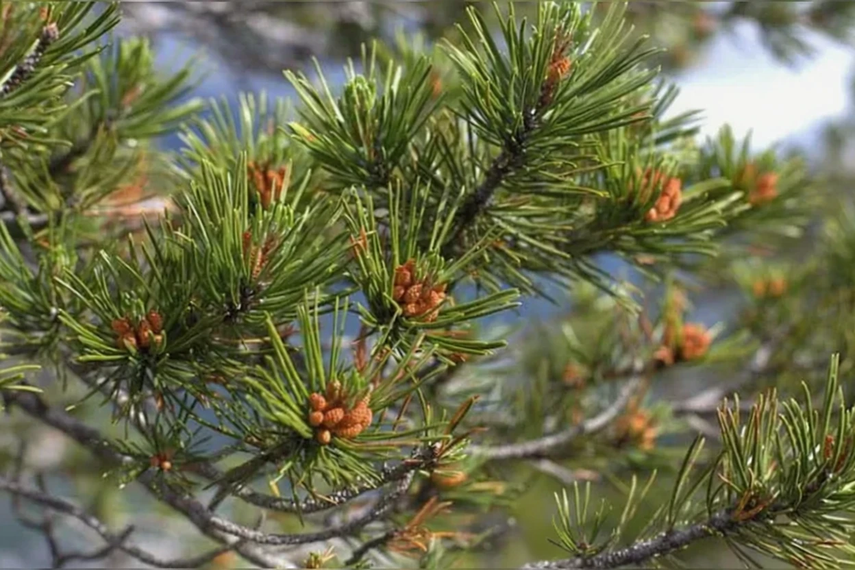 Сосна скручена / Pinus contorta