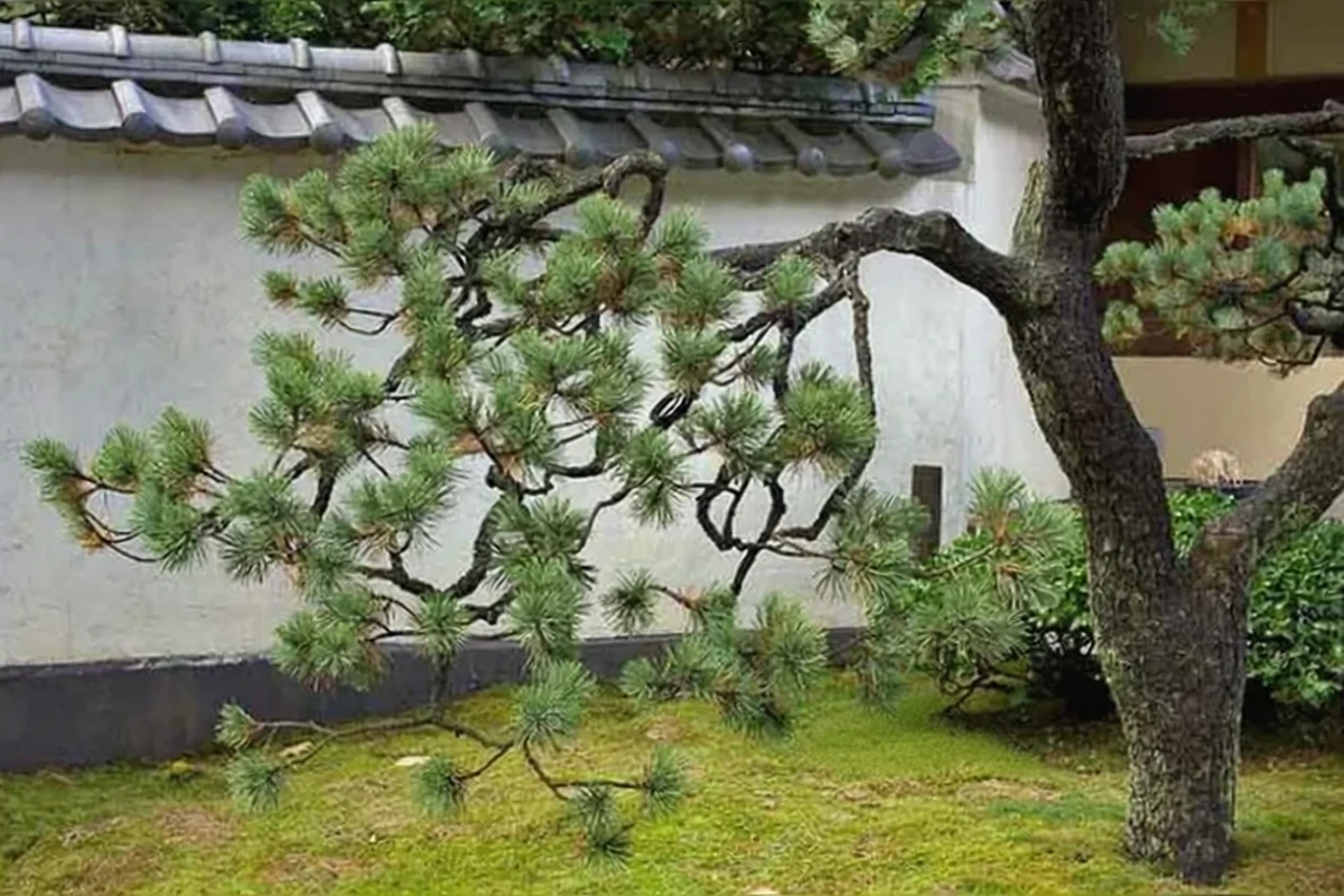 Сосна скручена