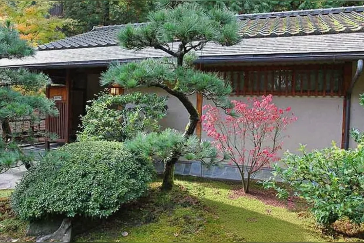 Сосна скручена