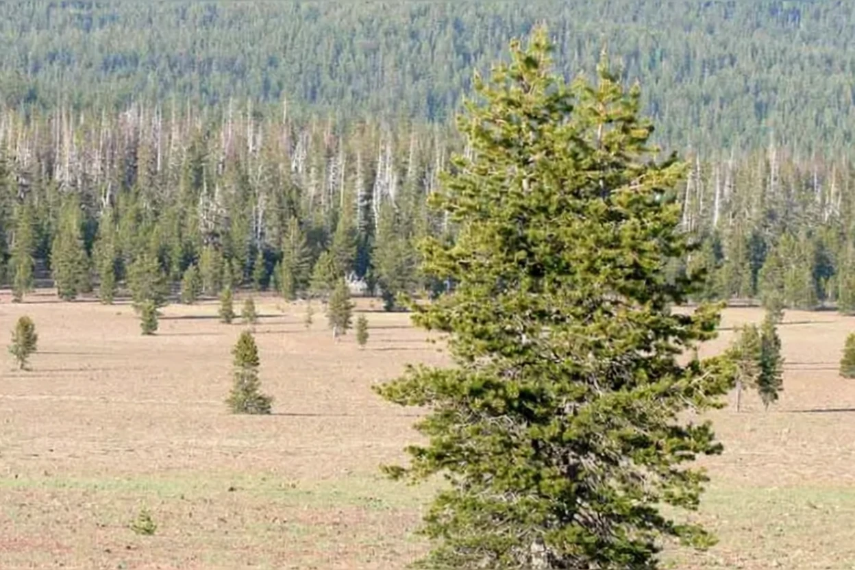 Сосна скручена