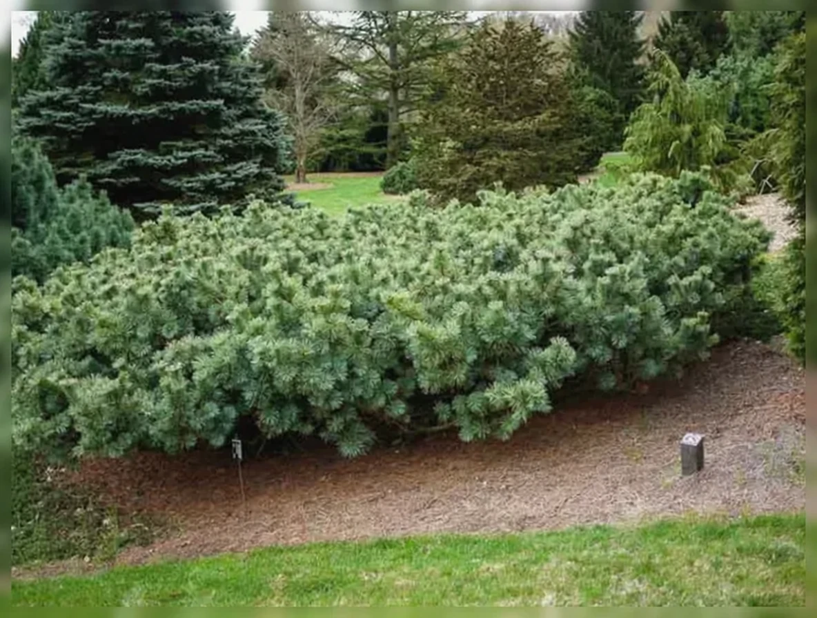 Сосна сланка Глаука