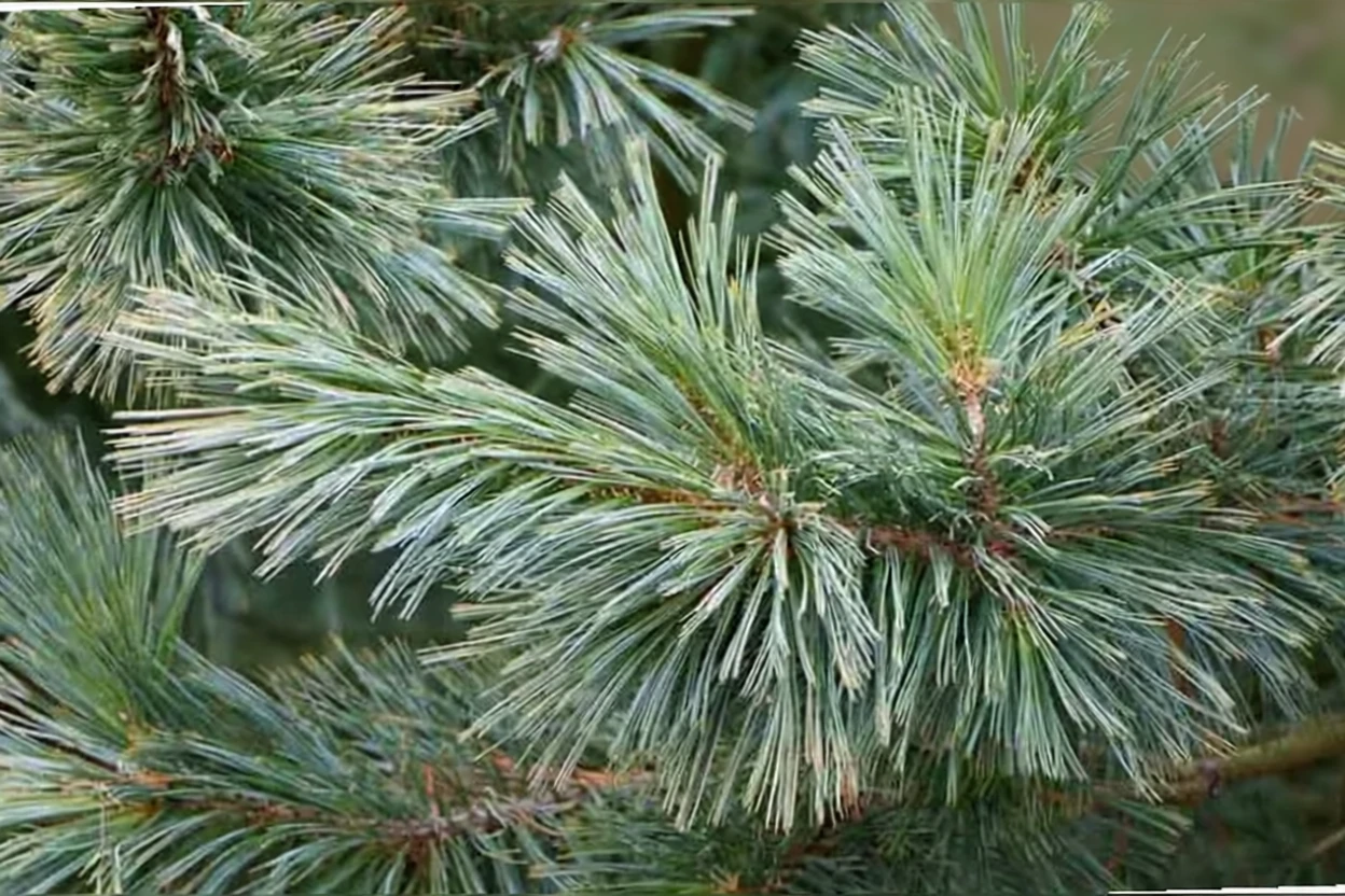 Сосна стробіформіс / Pinus strobiformis