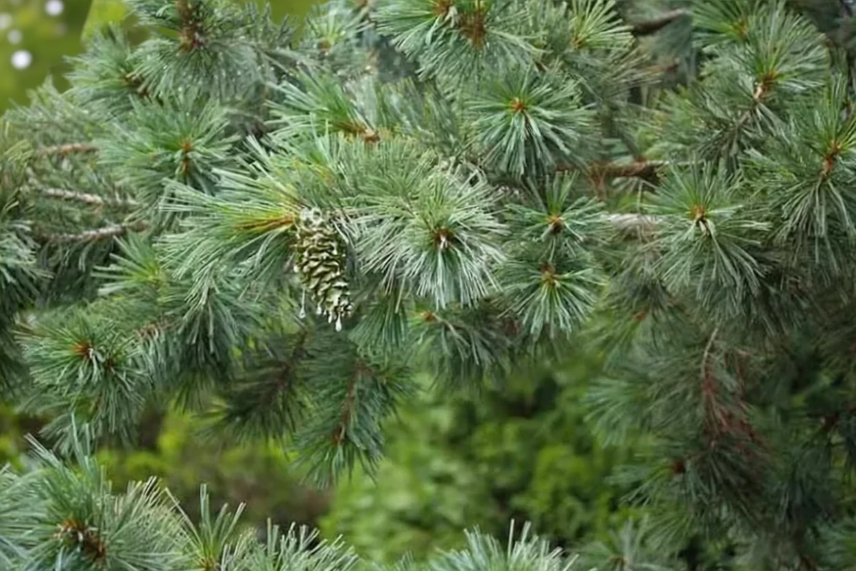 Сосна стробіформіс