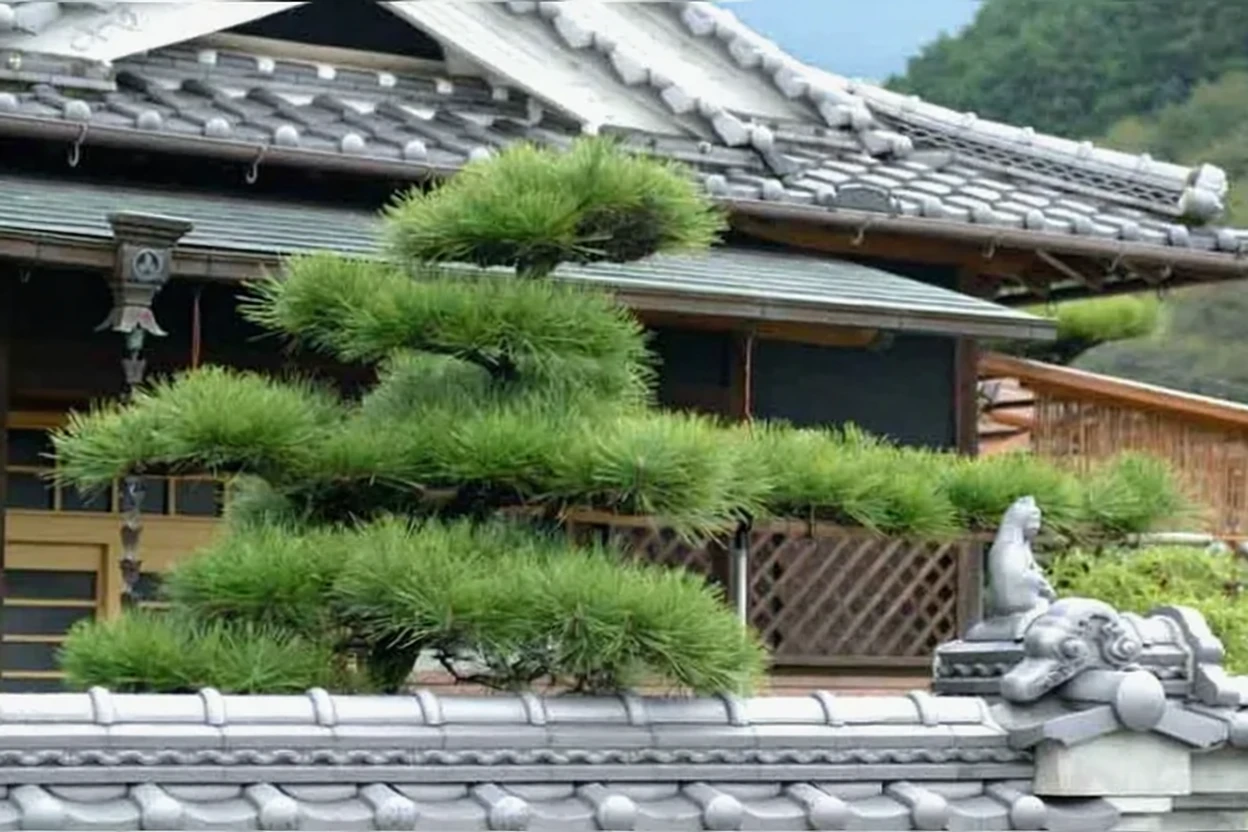 Сосна Тунберга / Pinus thunbergii