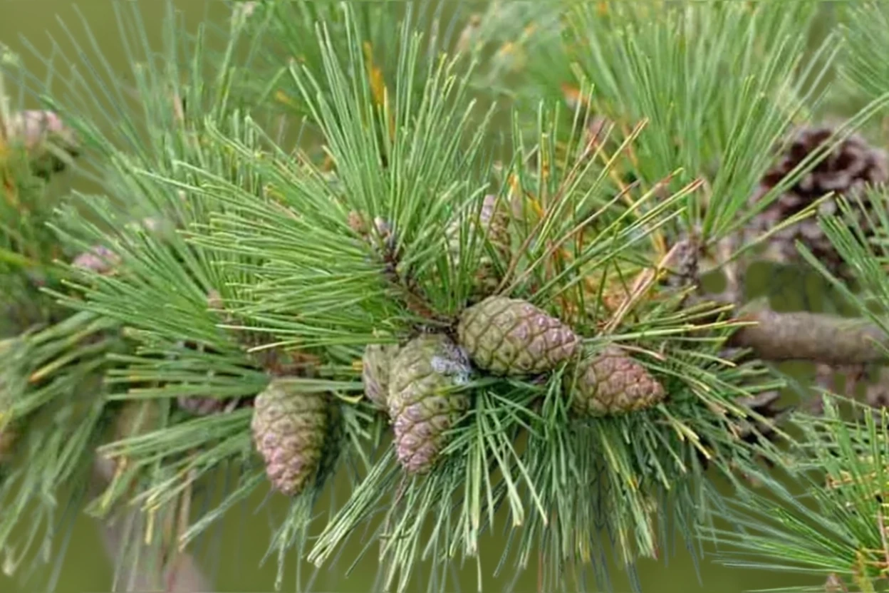 Сосна Тунберга