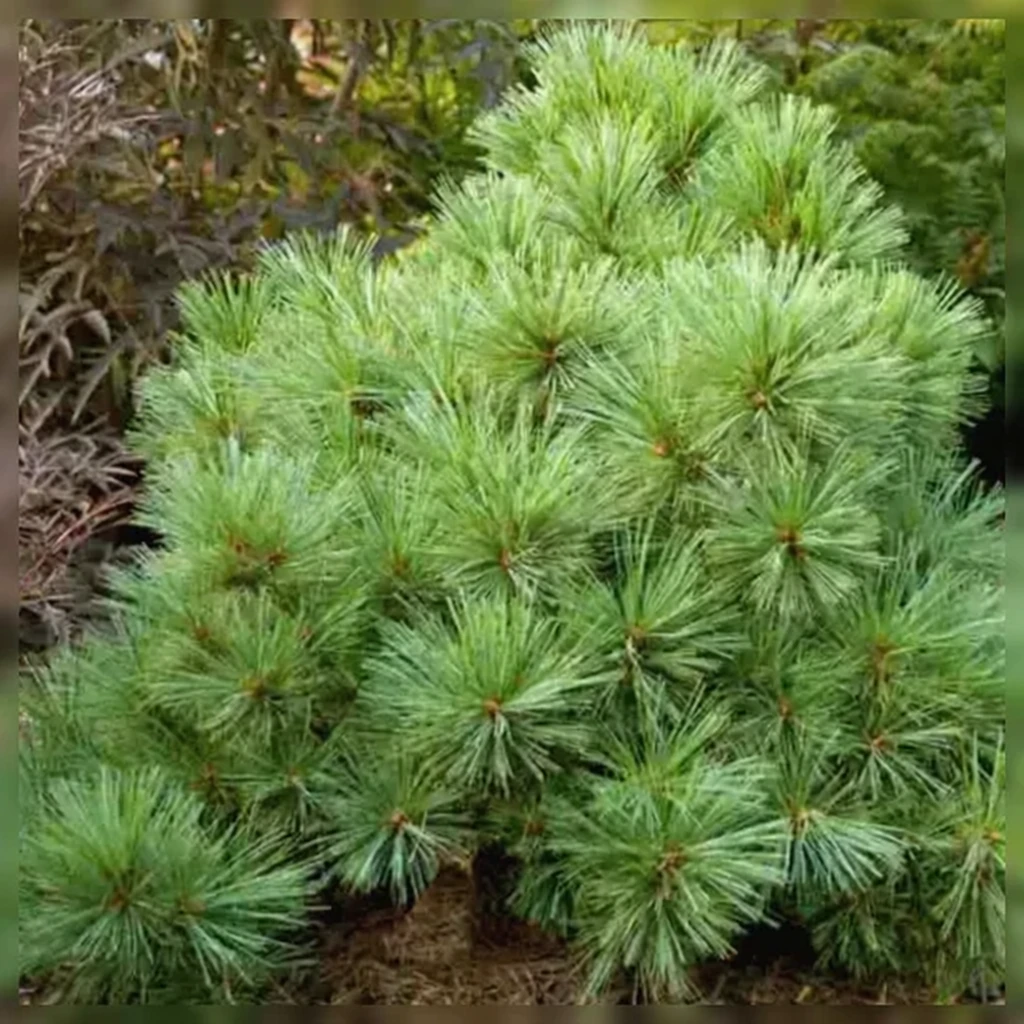 Сосна Веймутова Блю Шег / Pinus strobus Blue Shag