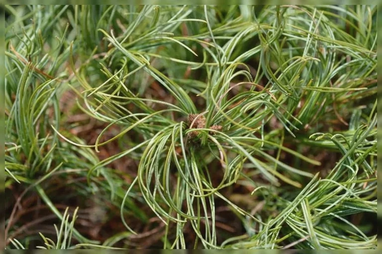 Сосна веймутова Конторта / Pinus strobus Contorta