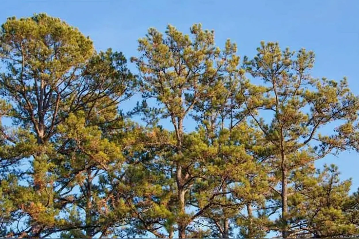 Сосна вірджинська