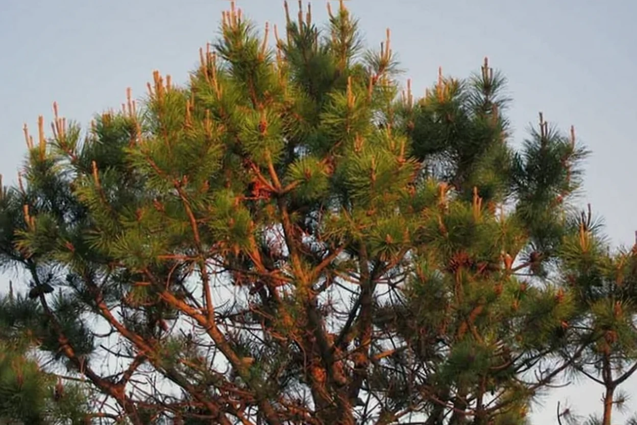 Сосна жорстка / Pinus rigida
