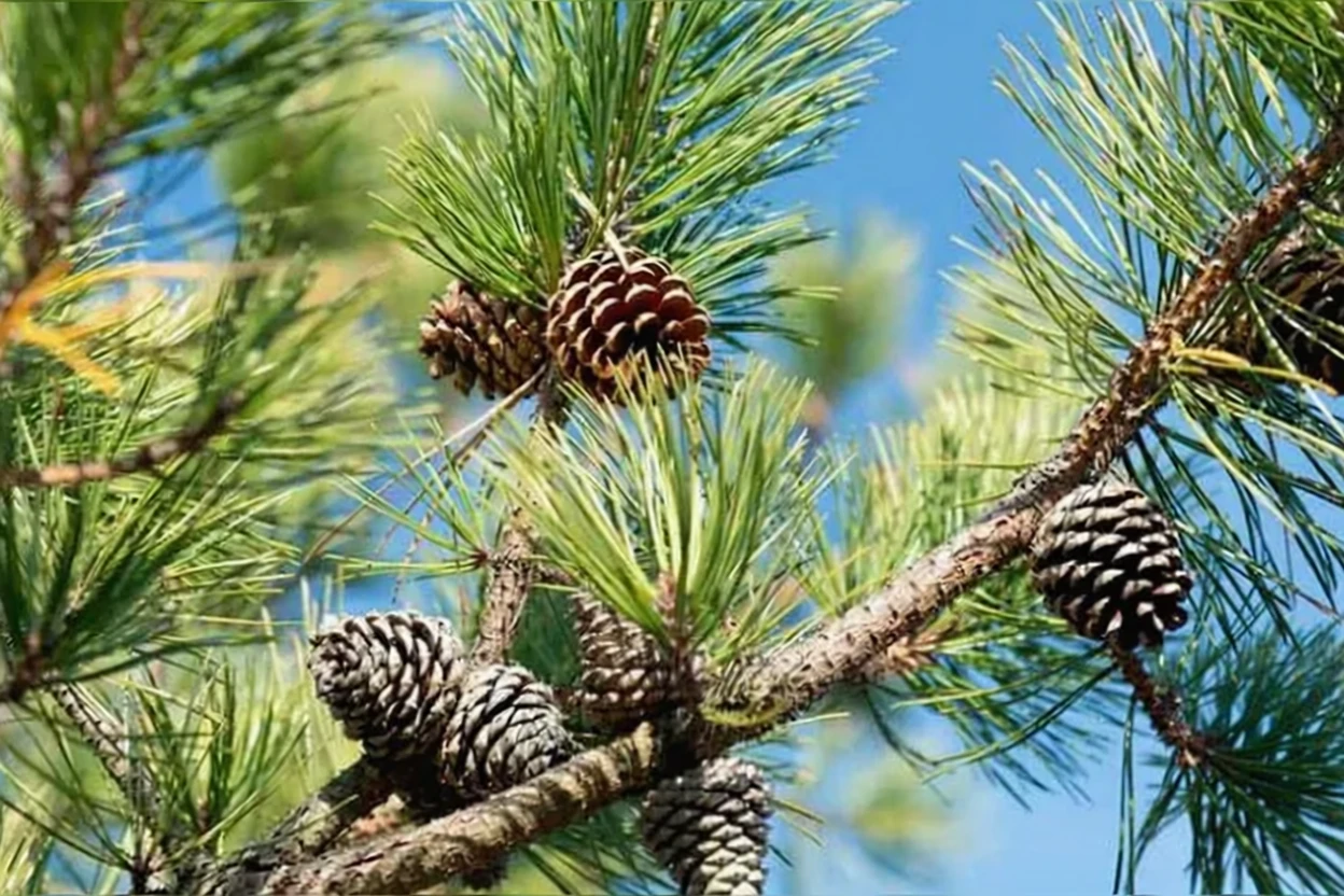 Сосна жорстка