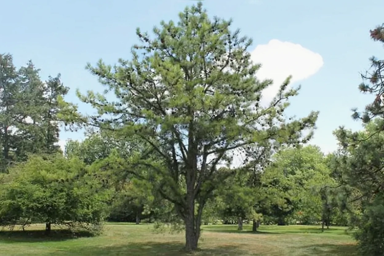 Сосна жорстка