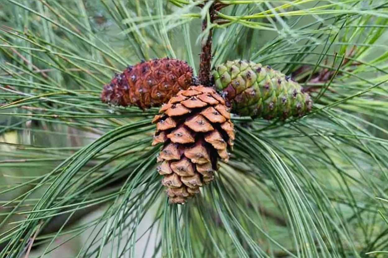 Сосна жовта / Pinus ponderosa