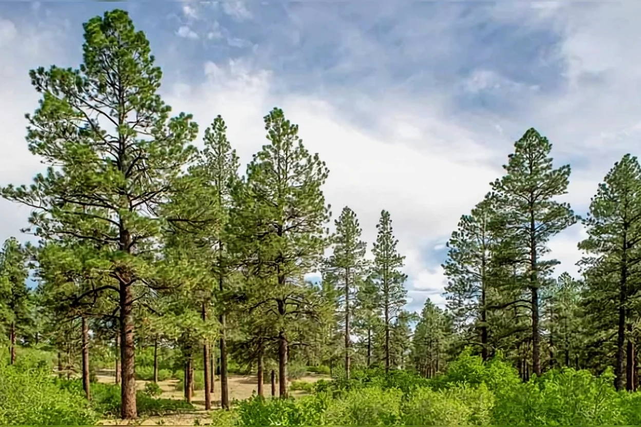 Сосна жовта