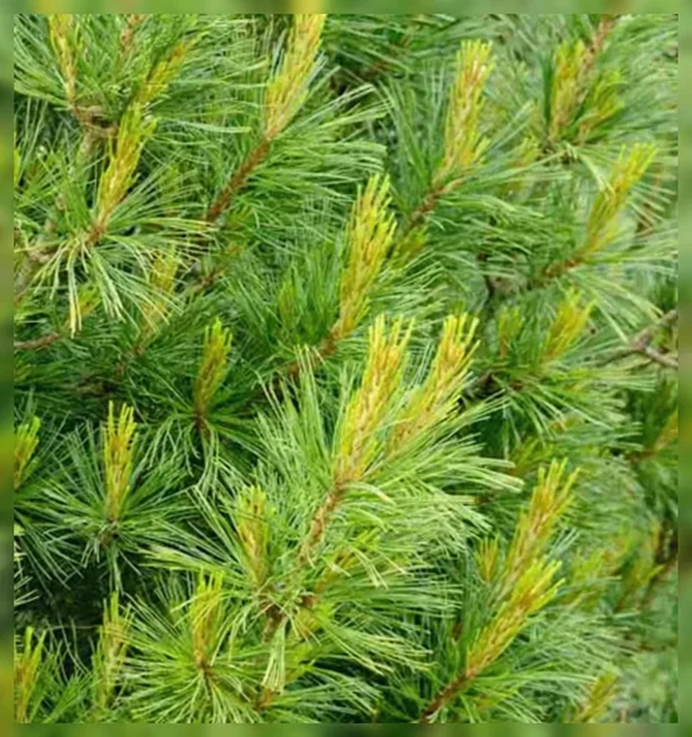 Сосна звичайна Денса / Pinus strobus Densa