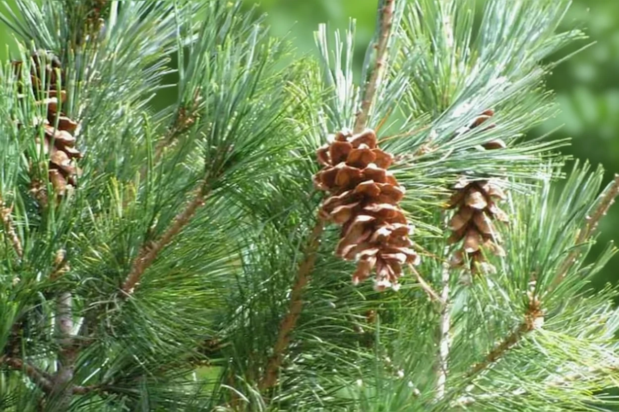 Сосна звичайна / Pinus sylvestris