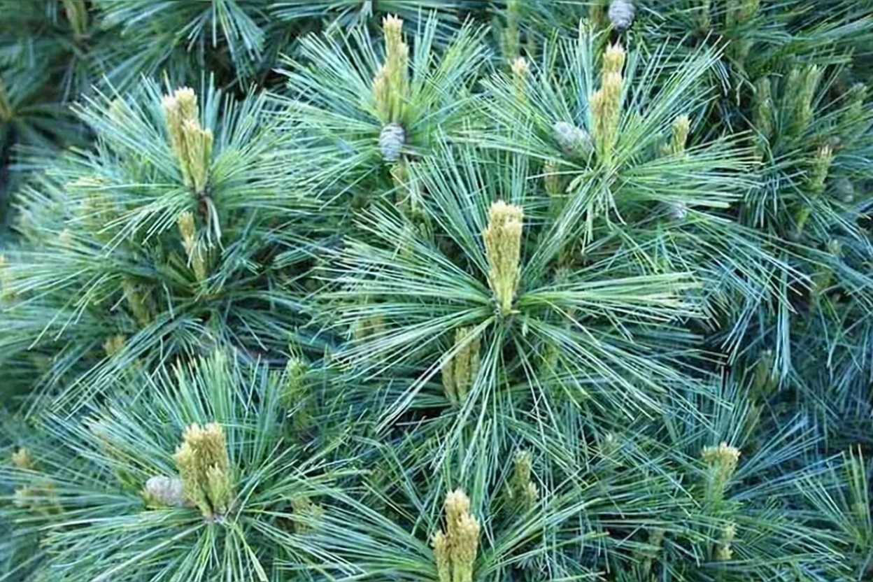 Сосна звичайна