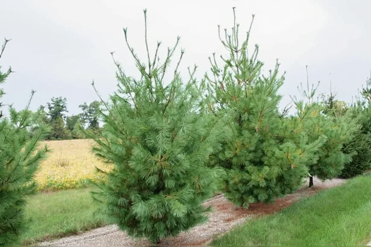 Сосна звичайна