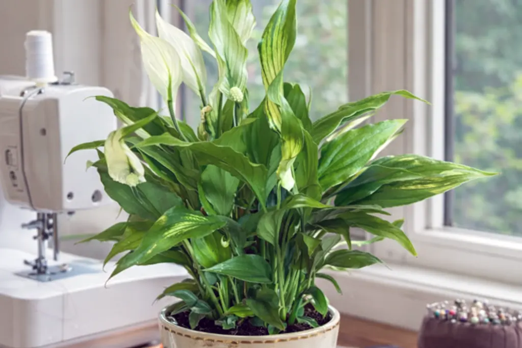 Спатифілум