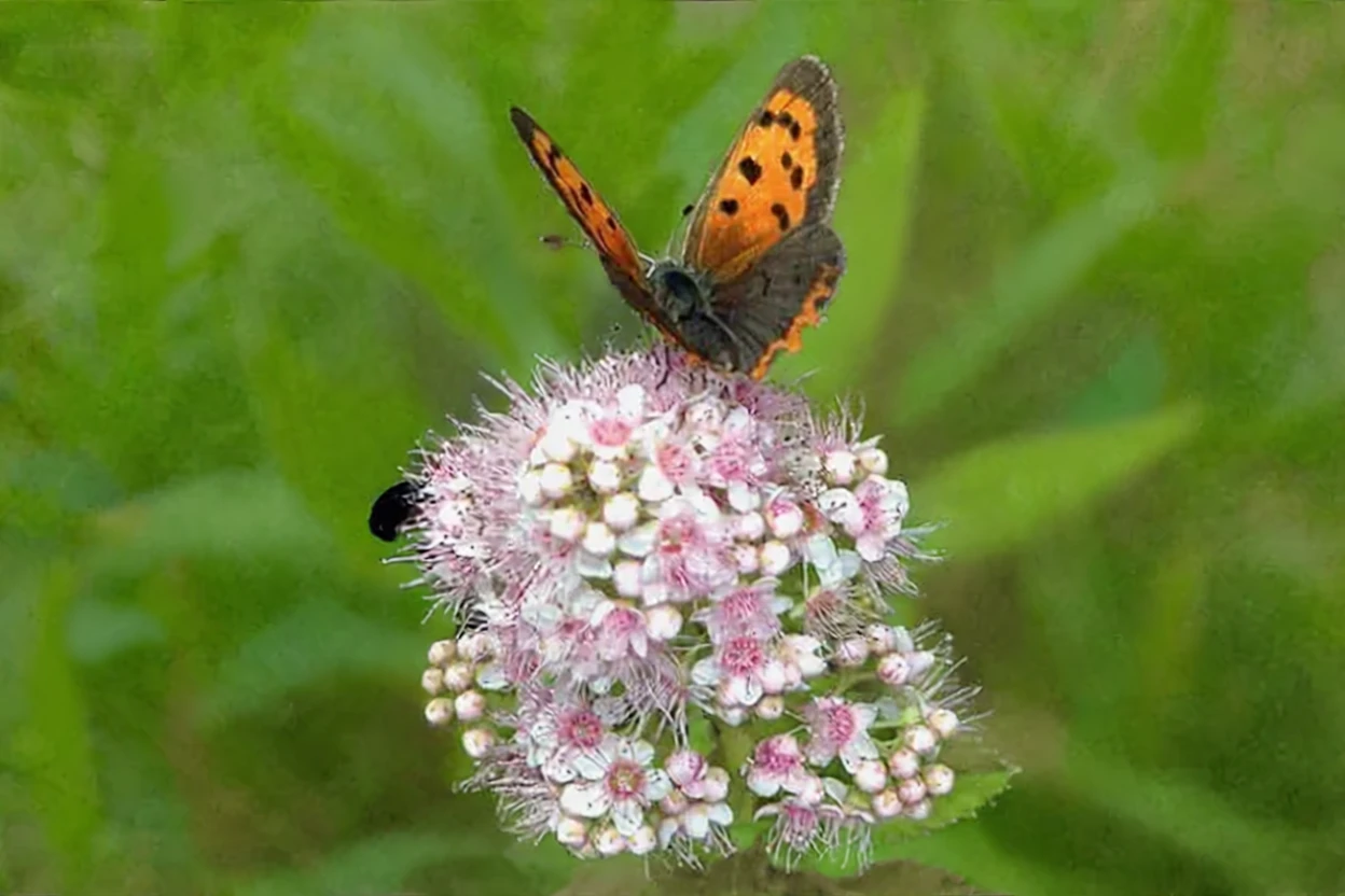 Спірея альба