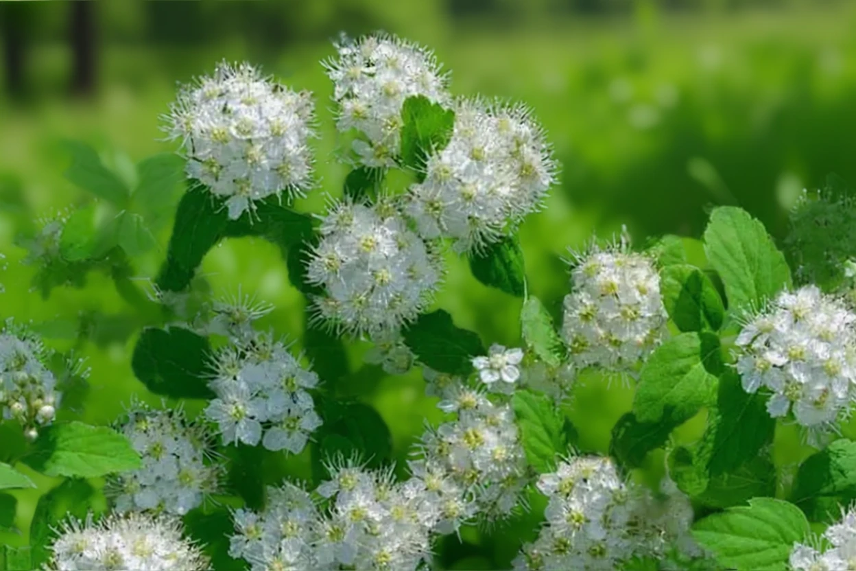 Спірея березолиста